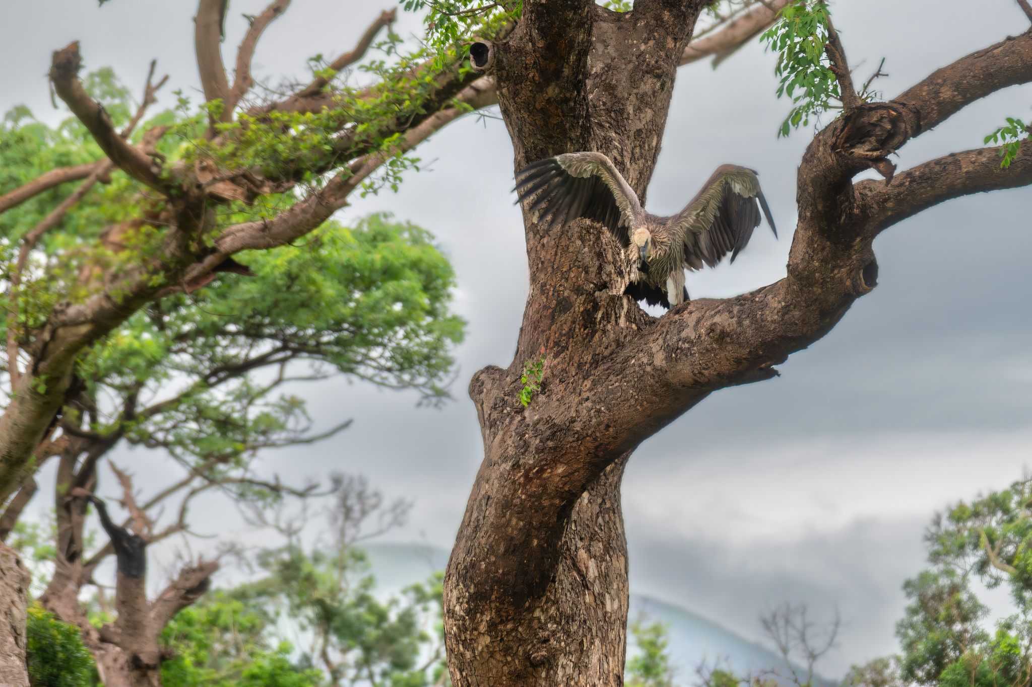 Afrikanischen Weißrückengeier (Gyps africanus) im Hluhluwe Umfolozi Park
